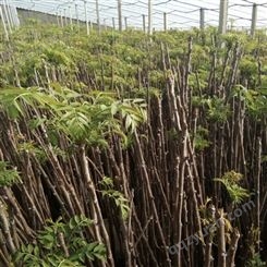 新产红油香椿种子 农户直供免费技术指导